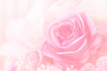 Obraz na płótnie Canvas Rose flowers