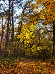 Obraz premium Autumn forest. Beautiful autumn leaves against a blue sky, 
