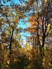 Autumn forest. Beautiful autumn leaves against a blue sky,
