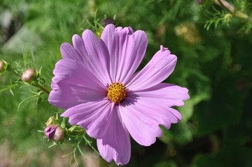 Obraz premium La beauté de la fleur