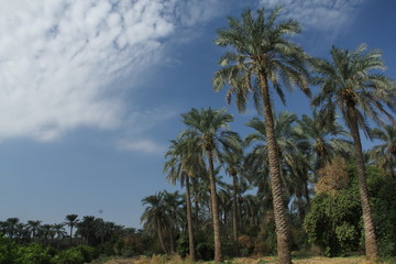 Fototapeta na wymiar palm jungle