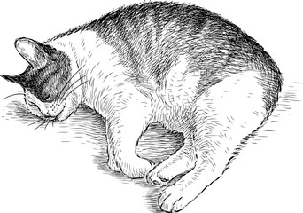 Sketch of a sleeping cat