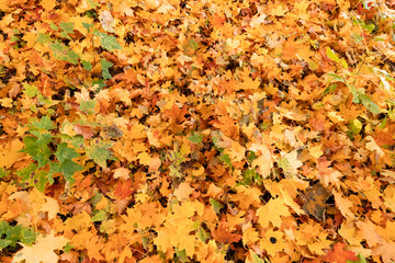 The golden autumn