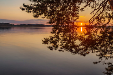 Colorful sunset and branch of pine tree