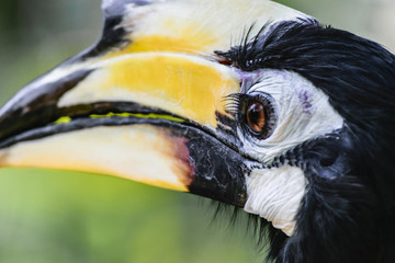 Portrait of colorful great hornbill bird in green foliage background