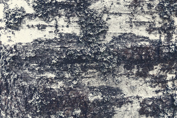 Birch bark closeup, background, texture