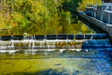 Fish Reflection Issaquah Creek Salmon Hatchery Washington