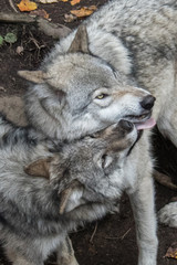 wolves closeup forest