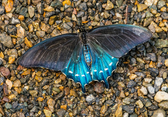 Blue Black Pipevine Swallowtail Butterfly Seattle Washington