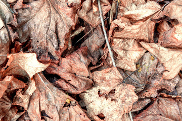 Оld Maple leaves texture
