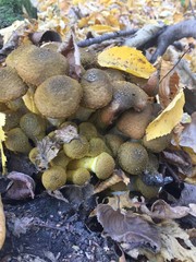 mushrooms in the forest