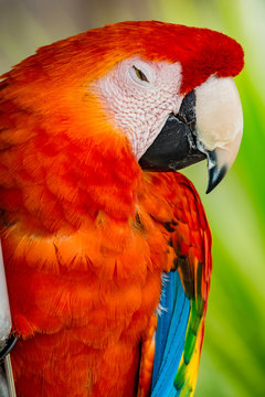 Scarlet Macaw Parrot Portrait Head