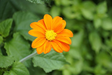 Flor naranja