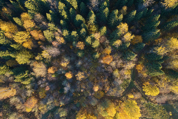 Autumn forest with a road. High-altitude shooting from a drone.