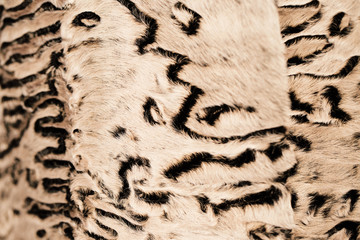 Fragment close up of a natural fur coat