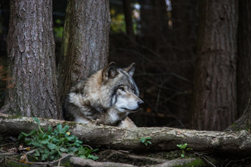 wolves closeup forest