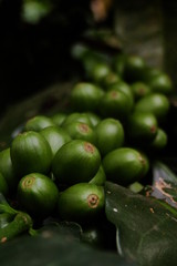 Café Verde