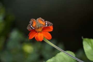 Mariposa
