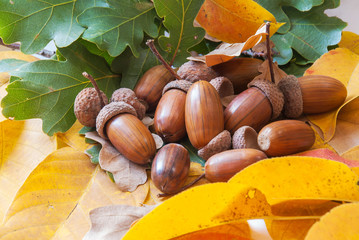 Composition of acorns from oak