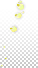 Vector Realistic Pink Petals Falling on Transparent Background.  Spring Romantic Flowers Illustration. Flying Petals. Sakura Spa Design. Blossom Confetti.