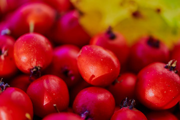 Hawthorn berries with natural light. Close up