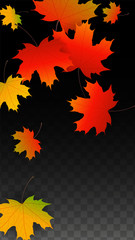 September Vector Background with Golden Falling Leaves. Autumn Illustration with Maple Red, Orange, Yellow Foliage. Isolated Leaf on Transparent Background. Bright Swirl. Suitable for Posters.