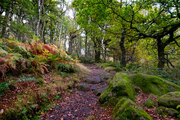 Padley Gorge