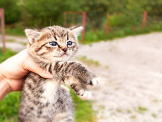Naklejka na ściany i meble A cute little kitten in a human hand