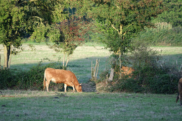 Lumière sur une vache dans un pré