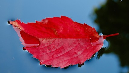 Rotes, herbstliches Blatt schwimmt auf Wasseroberfläche, Nahaufnahme
