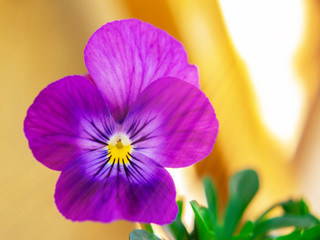 Viola flower close-up