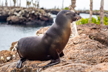 Naklejka premium Otarie des Galapagos dans la nature en Equateur