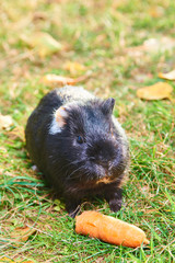 Close up of guinea pig pet animal sitting on grass 