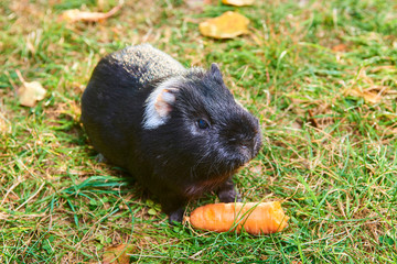 Close up of guinea pig pet animal sitting on grass 