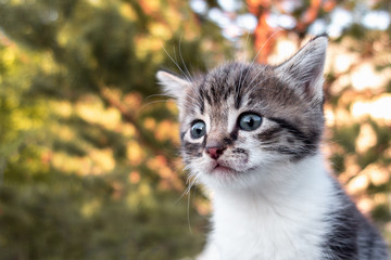 Naklejka na ściany i meble Portrait of a cute little kitten close-up, outdoor