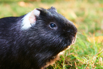 Close up of guinea pig pet animal sitting on grass 