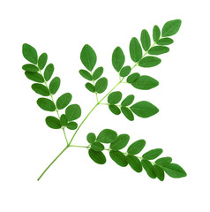 moringa leaves isolated on white background