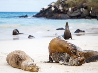 Otarie sur le sable blanc plage Galapagos Equateur