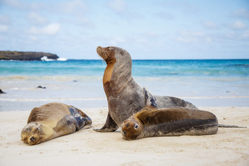 Otarie sur le sable blanc plage Galapagos Equateur