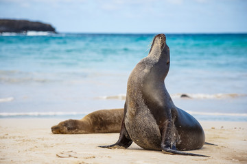 Otarie sur le sable blanc plage Galapagos Equateur