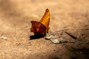 Fototapeta na wymiar Yellow butterfly on the ground near