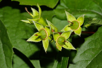 Früchte des Hartriegels, Cornus