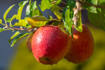 Harvesting apples in garden, autumn harvest season in fruit orchards