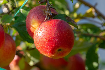 Harvesting apples in garden, autumn harvest season in fruit orchards