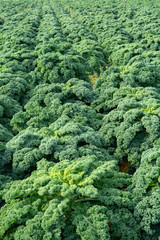 Green ripe kale or curly leaf cabbage growing on farm field, ready to harvest