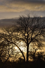 Plakat silhouette of a tree in sunset