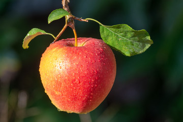Harvesting apples in garden, autumn harvest season in fruit orchards
