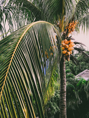 Kokospalme Mauritius