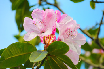 Blooming azalea. Rhododendron schlippenbachii.