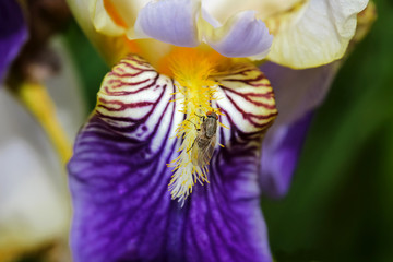 Lila Iris, Schwertlilie, Iris germanica